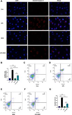 Reduning Attenuates LPS-Induced Human Unmilical Vein Endothelial Cells (HUVECs) Apoptosis Through PI3K-AKT Signaling Pathway